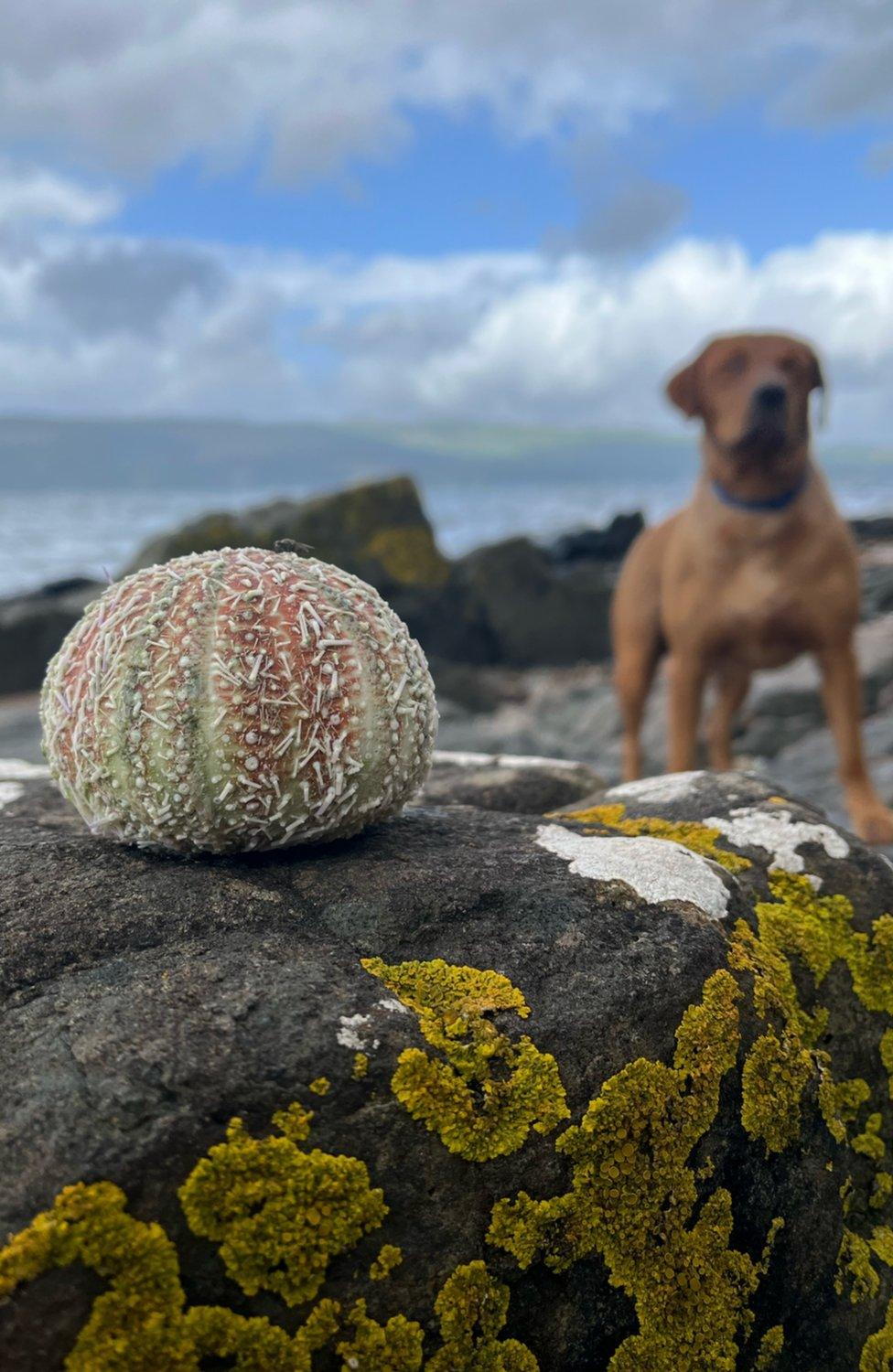 Round sea urchin perched on a moss covered rock in the foreground and in the background, a Labrador looks on