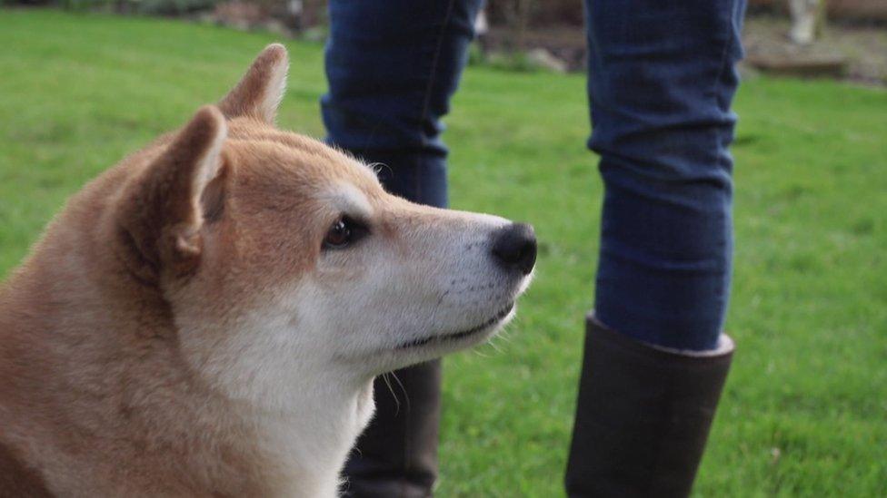 Shambu the Shiba Inu