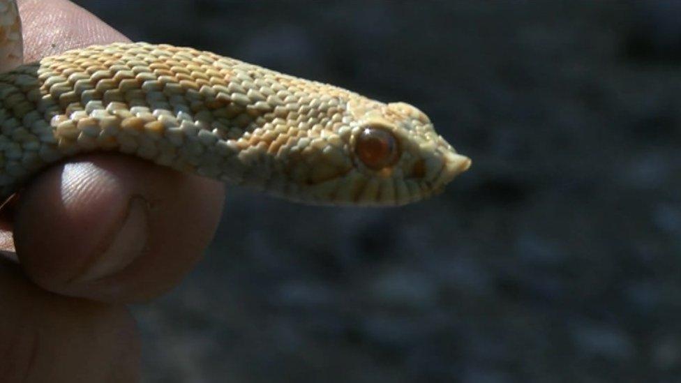 Partial albino hog nose snake