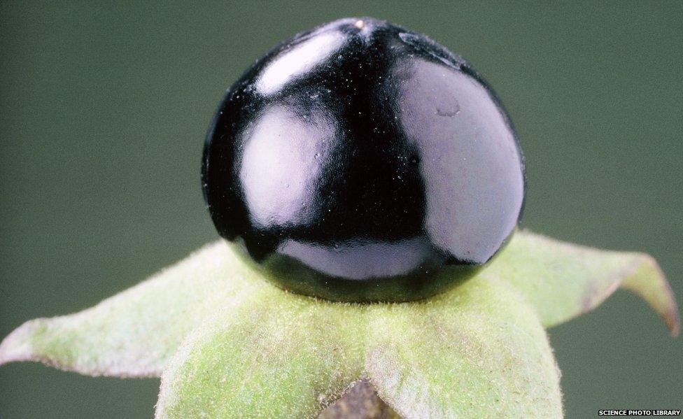 Deadly nightshade berry