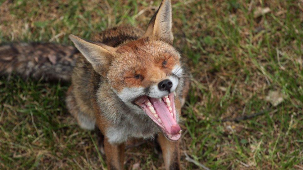 Yawning fox (generic image)