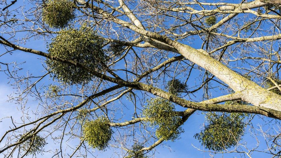 Mistletoe in a tree