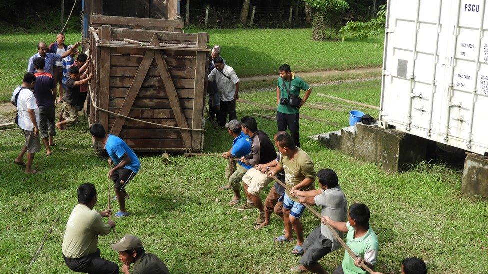 Teams help unloads the returning rhino