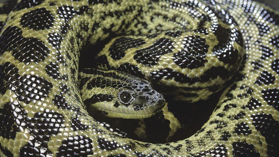 Yellow anaconda