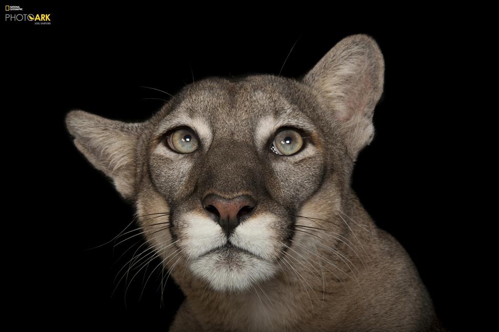 Florida Panther (Puma concolor coryi) Lowry Park Zoo, Tampa, Florida © Photo by Joel Sartore/National Geographic Photo Ark