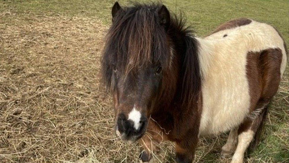 Star the pony in a field