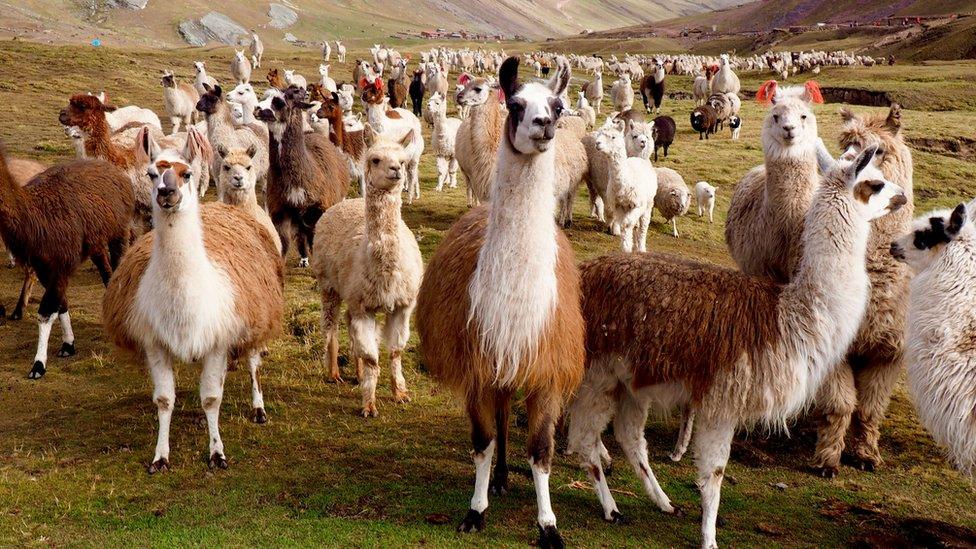 alpacas