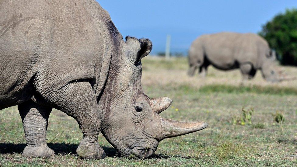 Northern white rhinos at Ol Pejeta Conservancy in central Kenya: Najin (right), Fatu (left)