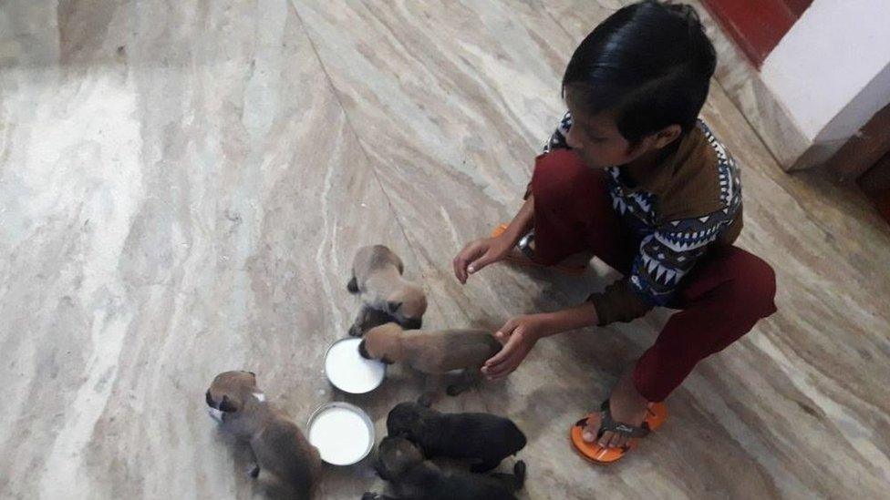 Kennel manager Kukku's son helps out with the pups