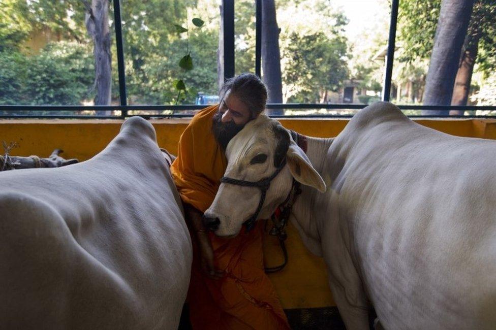 A Hindu temple priest caresses a cow. File photo