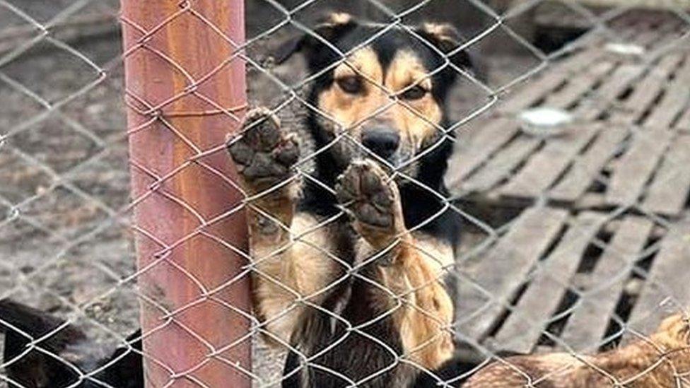 One of the shelters being supported by IFAW in Ukraine