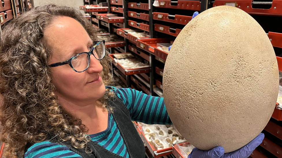 Madagascan elephant bird egg