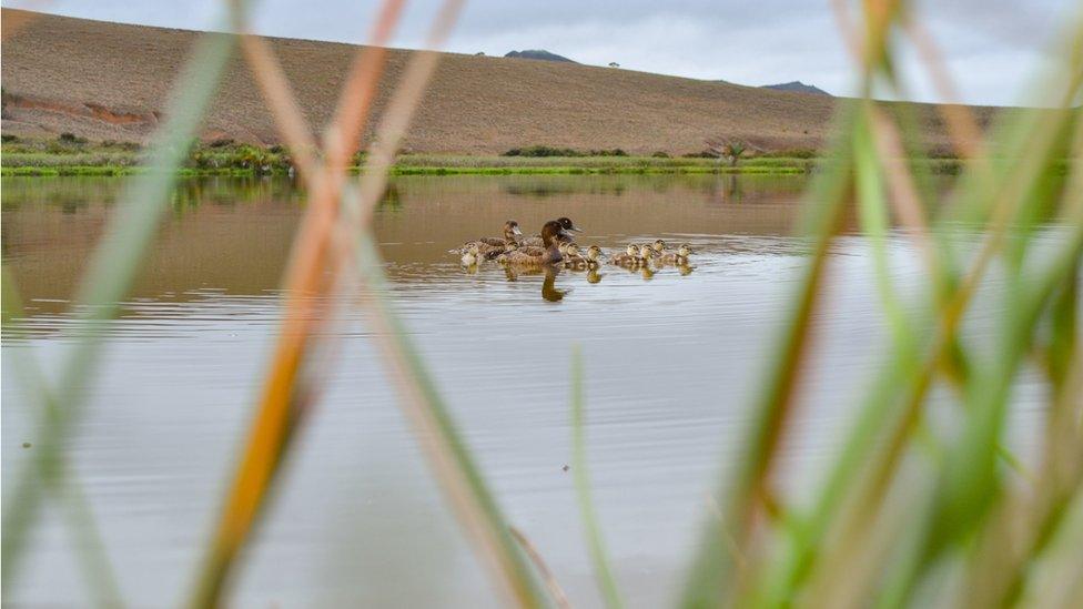 madagascar-pochards.