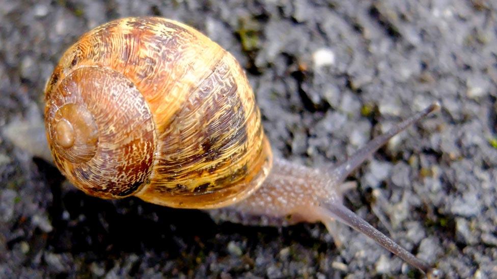 A close-up of a snail in Abergele