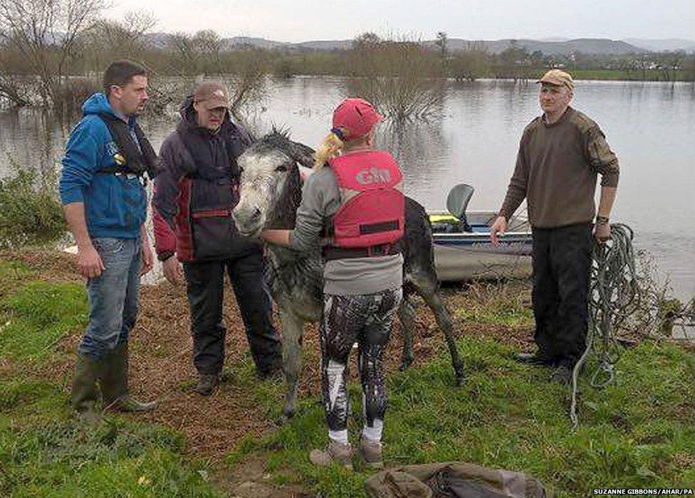 Donkey rescued from floods in Ireland appears to smile when towed to safety  - BBC News