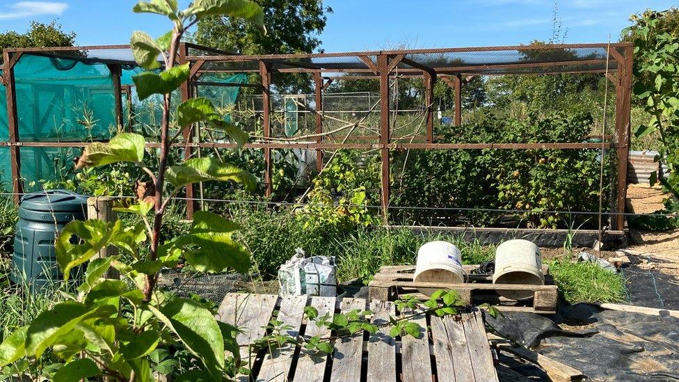 Stonham allotments