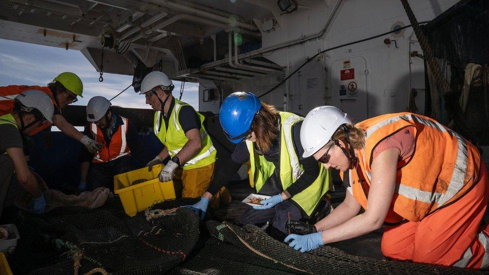 Ocean Census scientists sift specimens