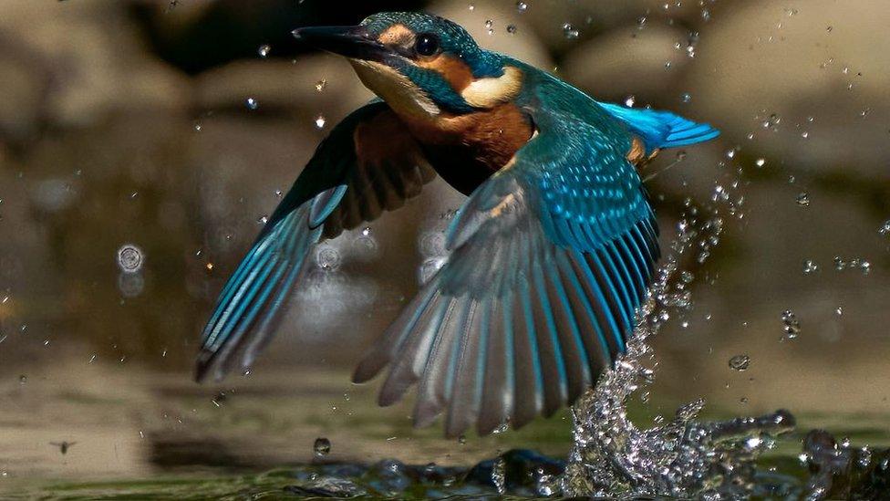 Kingfisher bird, blue body and wings with auburn face, flying over water with droplets spraying as it hunts
