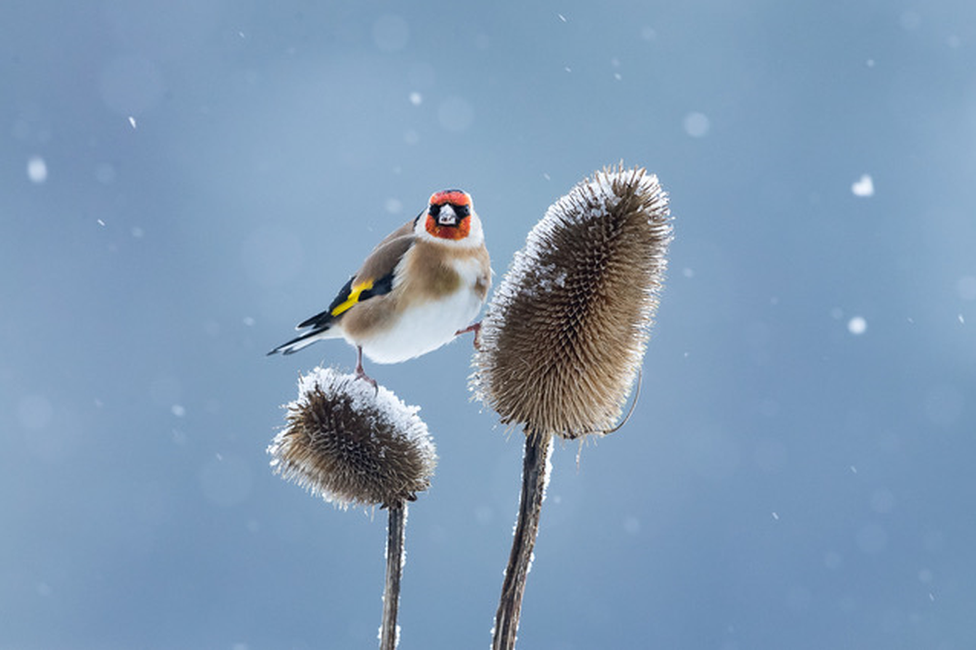 Goldfinch