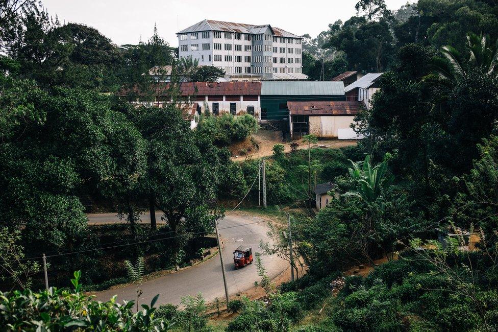 A view of a tea plantation factory