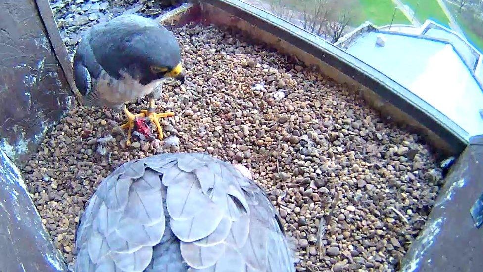 Peregrines