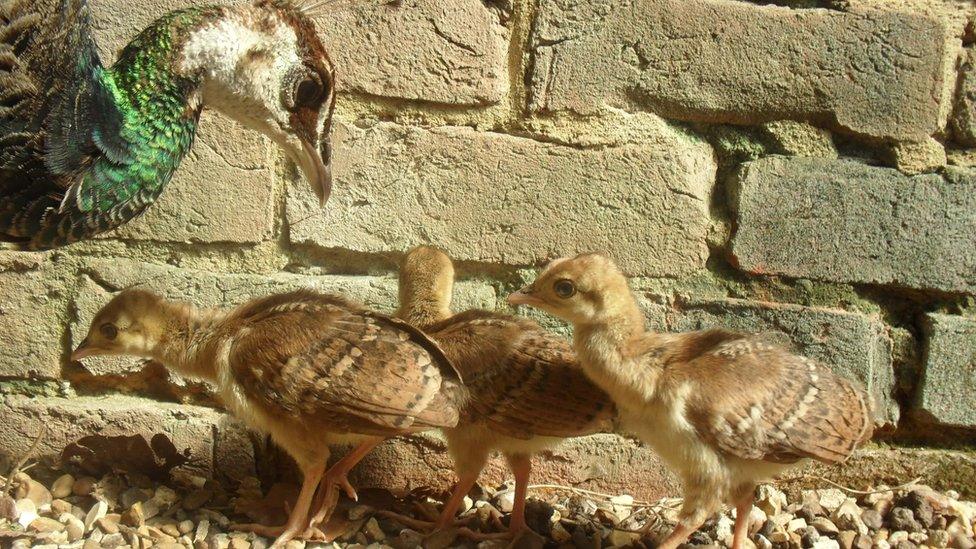 Warwick Castle peachicks