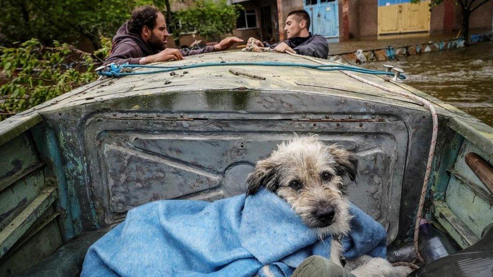 A dog wrapped in a blanket sits in a boat where two volunteers are standing by after the Nova Kakhovka dam breached in Kherson on 13 June 2023