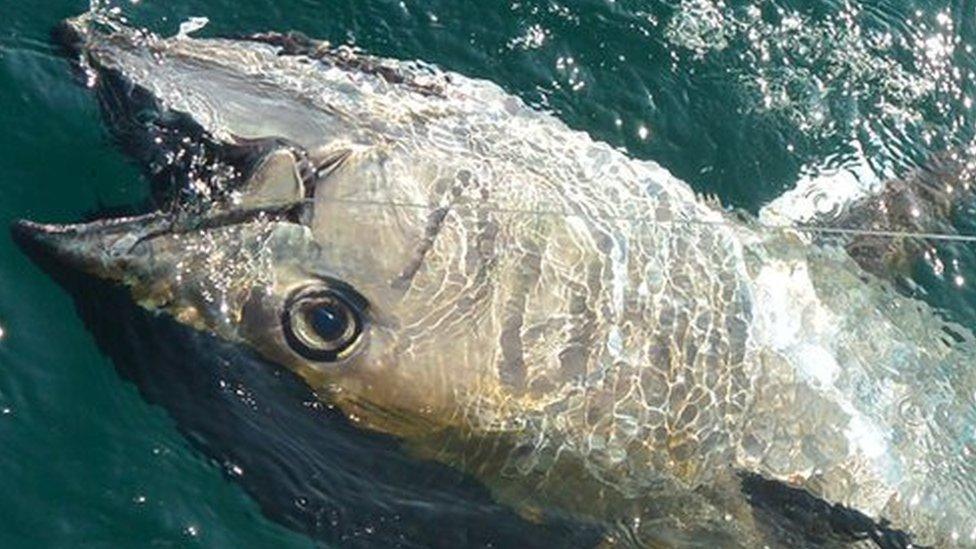 An Atlantic Bluefin Tuna at the surface of the water, after it was hooked by a recreational angler