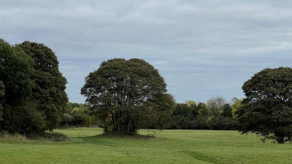 Trees in north Northamptonshire