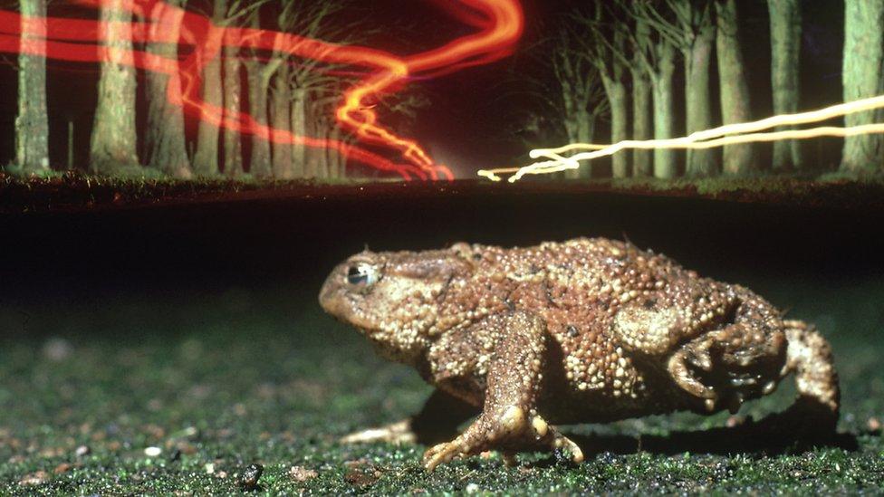 A common toad crosses a road, with lights in the distance made by cars.