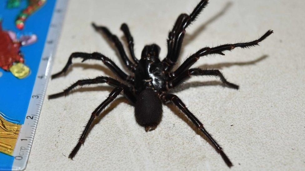 A picture of Big Boy, a 10cm funnel web found in Australia