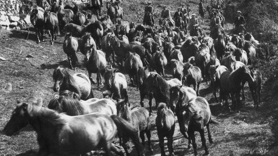 Farmers round up ponies in 1937