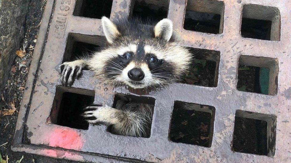 raccoon-stuck-in-drain