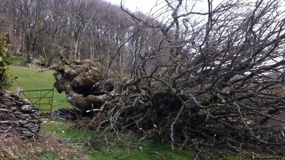 The fallen Pontfadog Oak