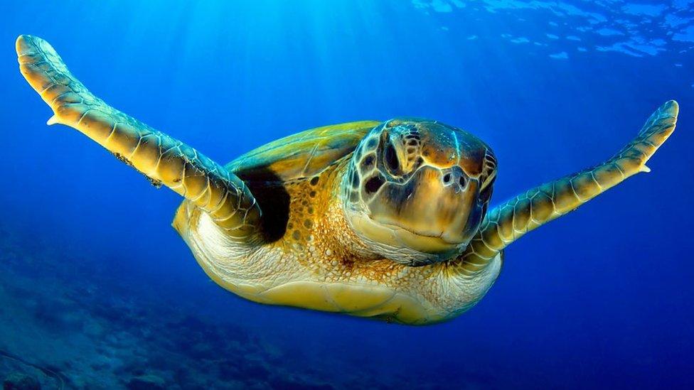 Green sea turtle