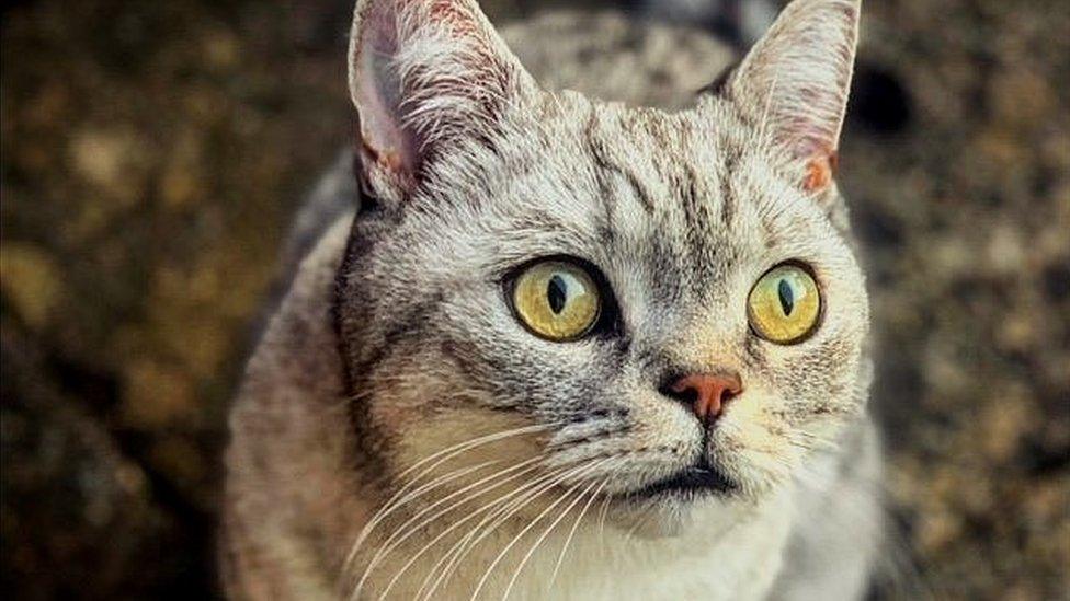 Photo of Eddie, a silver tabby British Shorthair