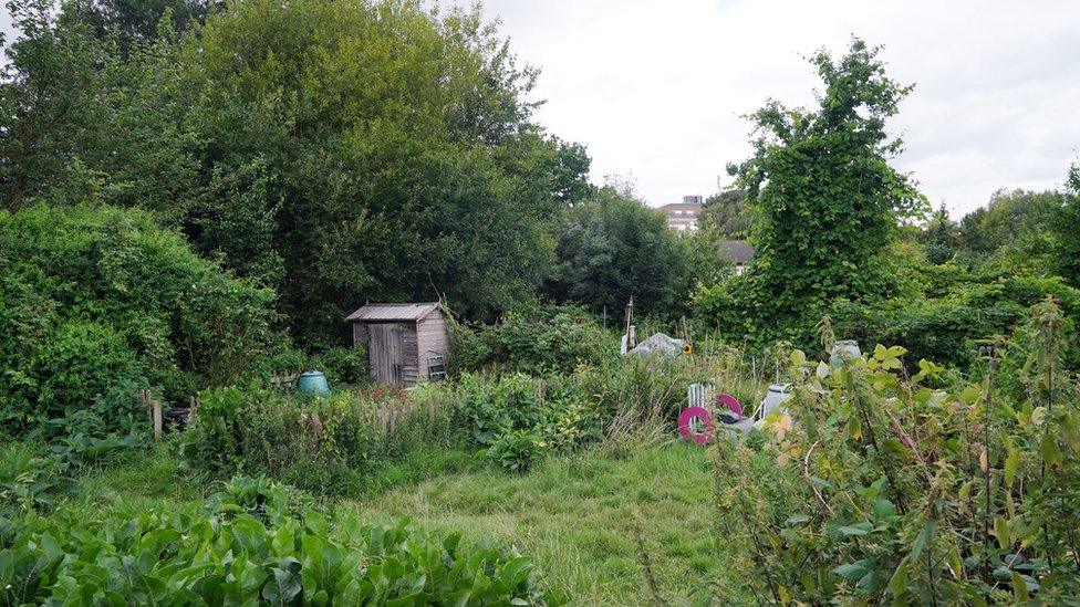 Park Road Allotments in Isleworth