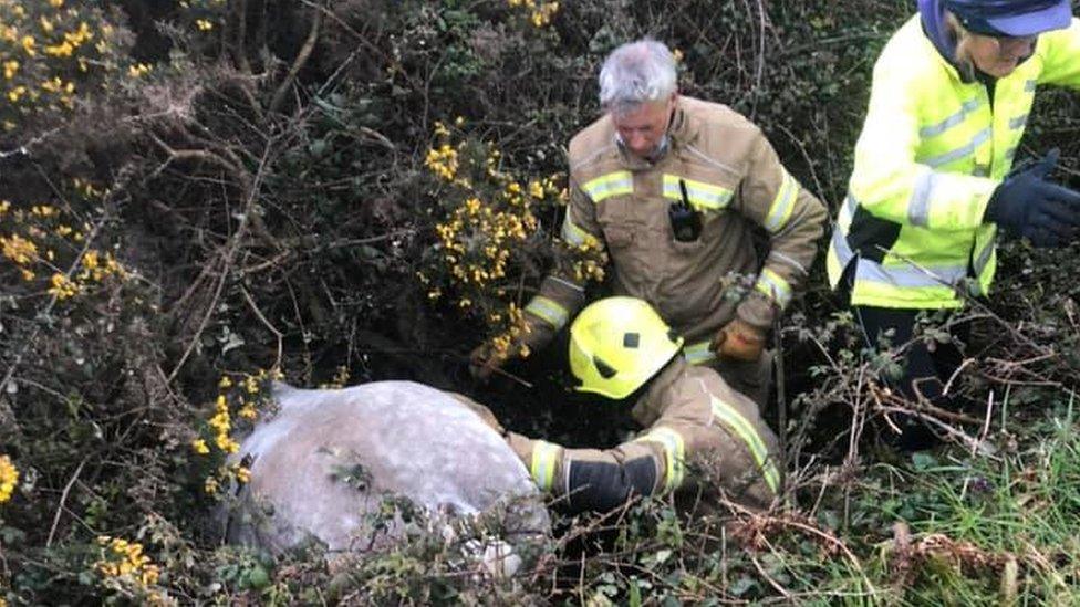 Horse's bottom stuck in ditch with fire fighters