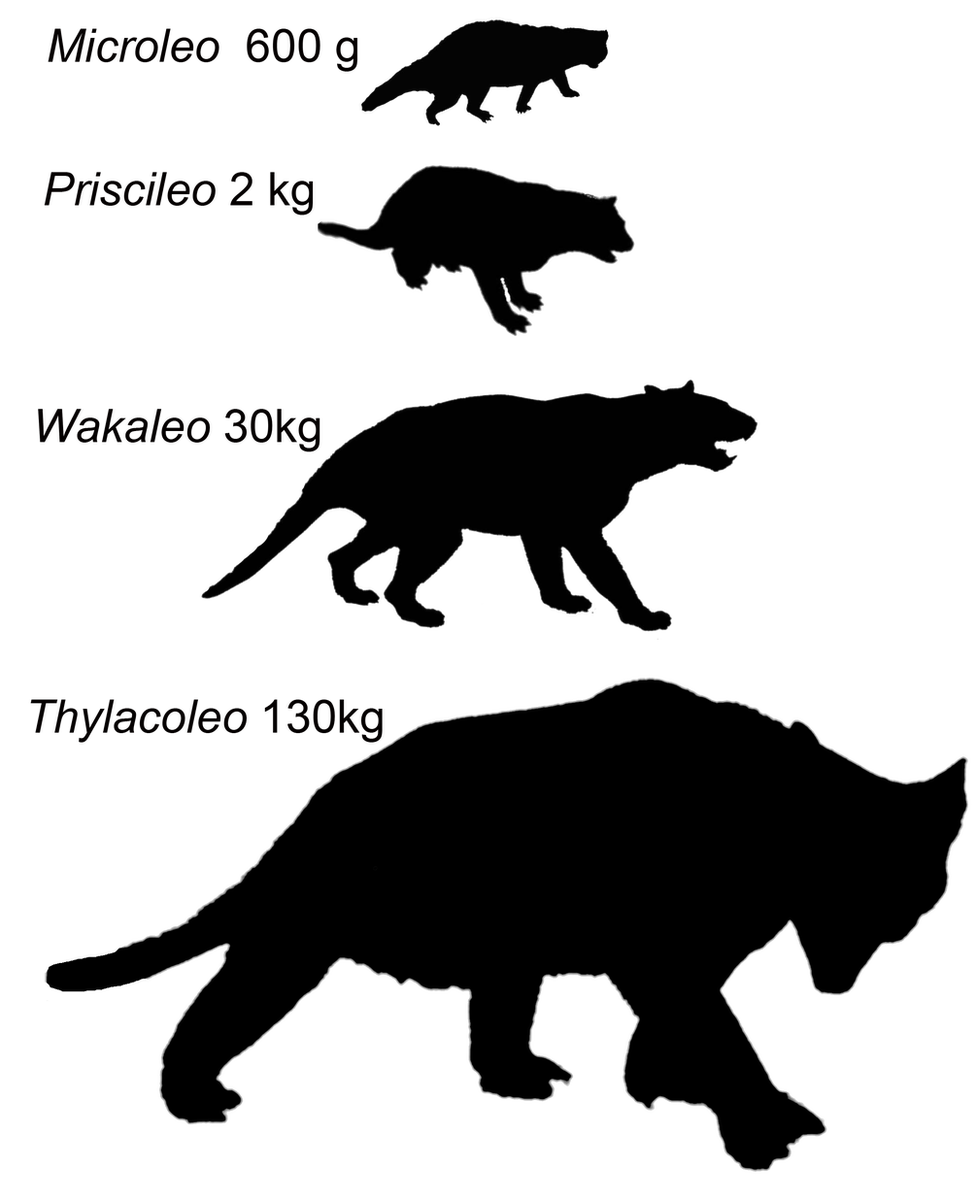 Comparison of marsupial lion family sizes