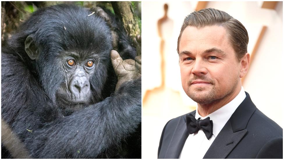 A mountain gorilla at Virunga National Park and Leonardo DiCaprio