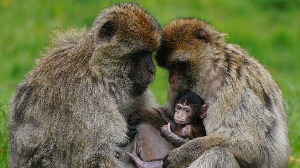 Macaque family