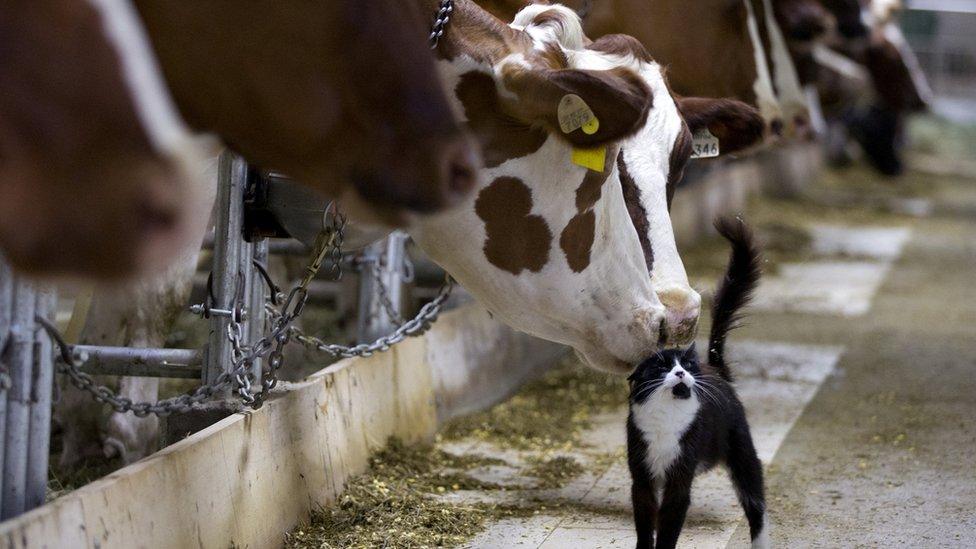 Dairy cows nuzzle a barn cat as they wait to be milked at a farm in Granby, Quebec