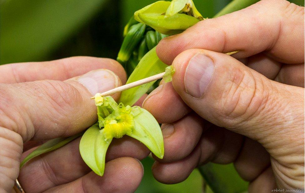 A man touching an orchid with a toothpick.