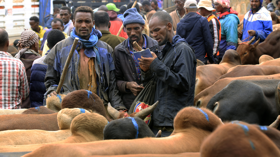 A livestock market in Addis Ababa, Ethiopia - Friday 8 July 2022