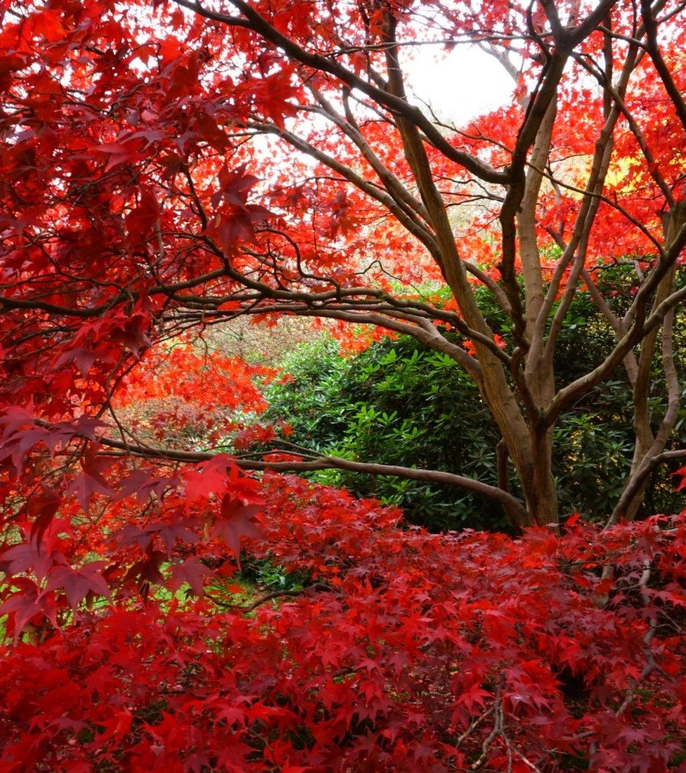 Autumn Acers at Harcourt Arboretum