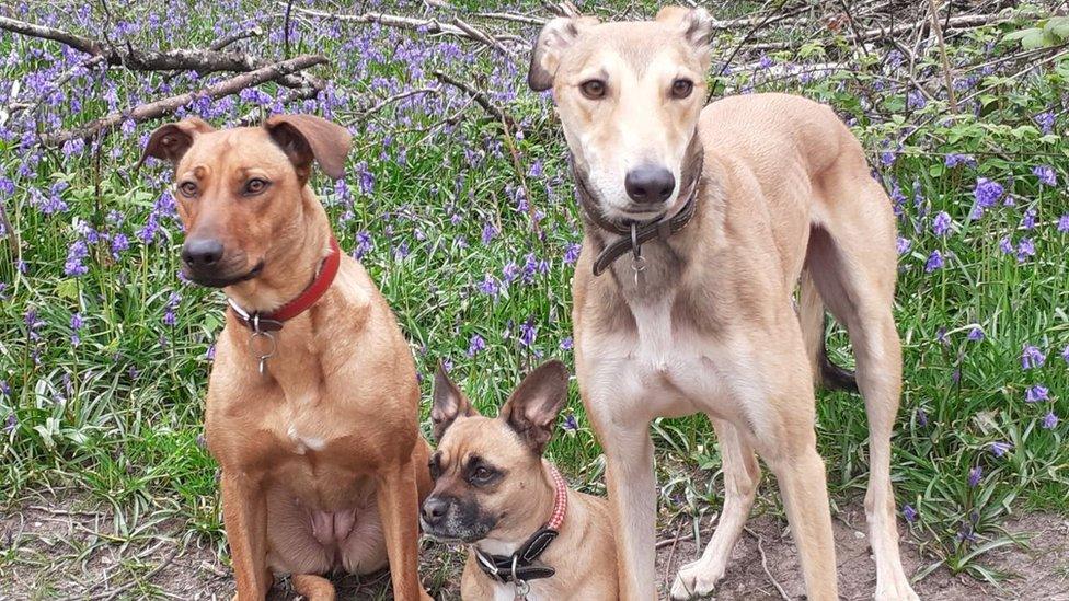 (From left to right) Skye, Pip and Rudi