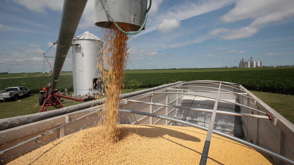 Machinery on a US farm spits out soy beans into the back of a truck.