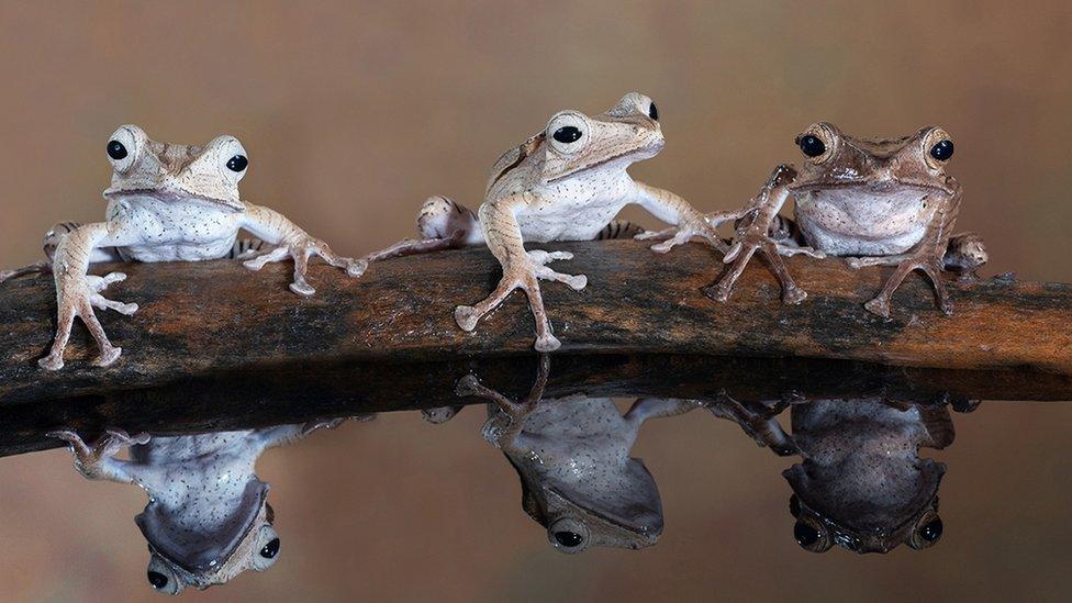 A photo titled "Three tree frogs sitting on a log" - voted second in Advanced Nature Projected