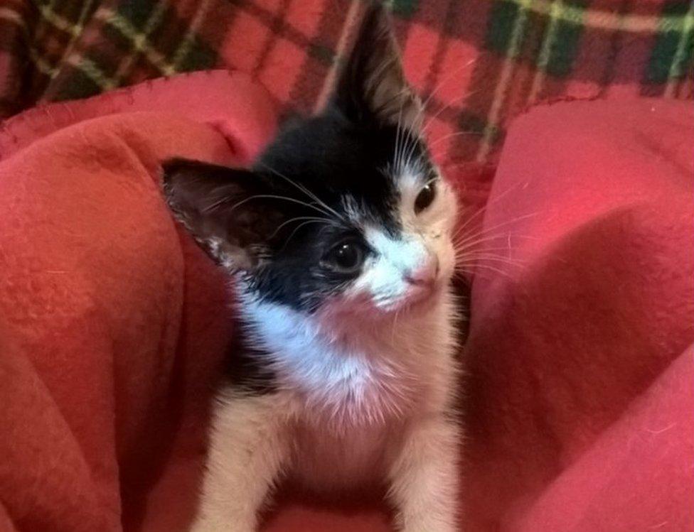 Kitten named Pip when it was first rescued