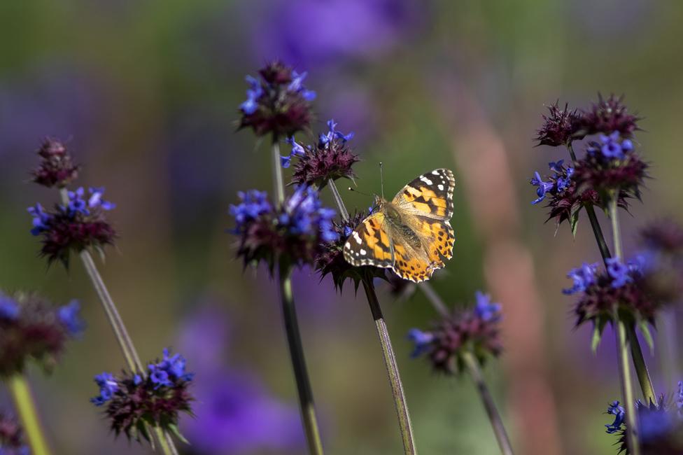 Painted Lady March 15